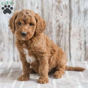 Jupiter, Mini Goldendoodle Puppy
